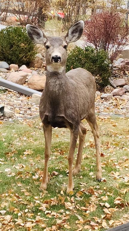 290 Cobblestone Drive Colorado Springs, CO 80906 - Photo 27 of 30 a view of a yard