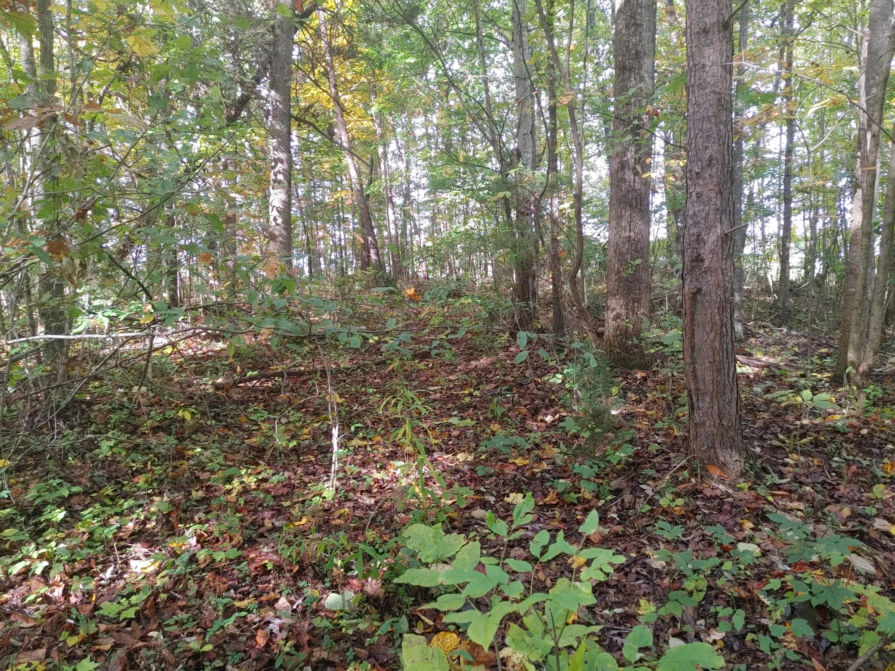 0 Conklin Road Jonesborough, TN 37659 - Photo 6 of 7 c6
