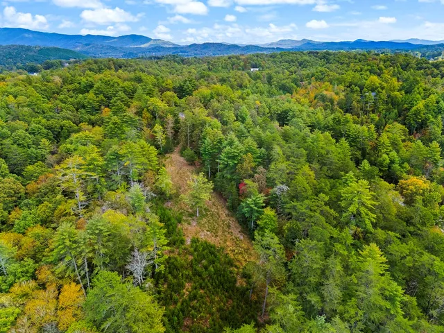 a view of a lush green field with lots of bushes