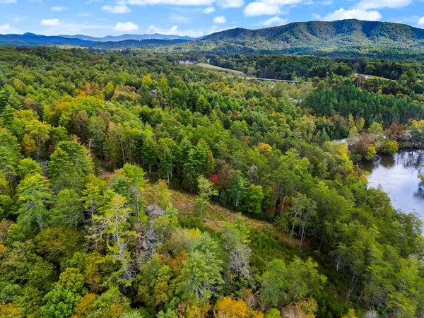 a view of a large tree in a yard