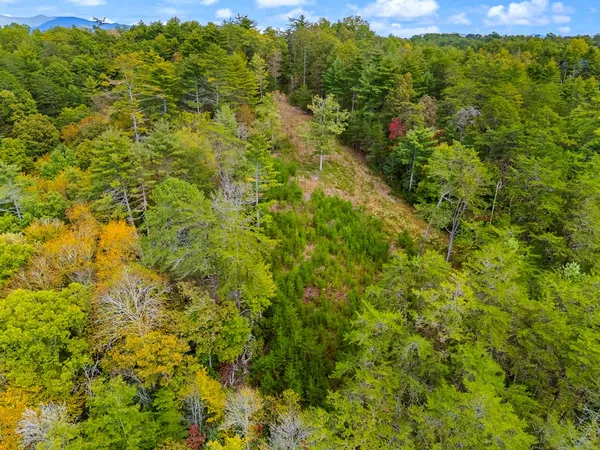 a view of a large yard with plants and large trees