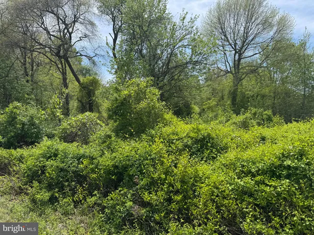 a view of a forest with lots of trees