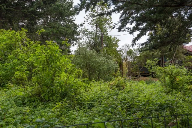 a view of a lush green forest