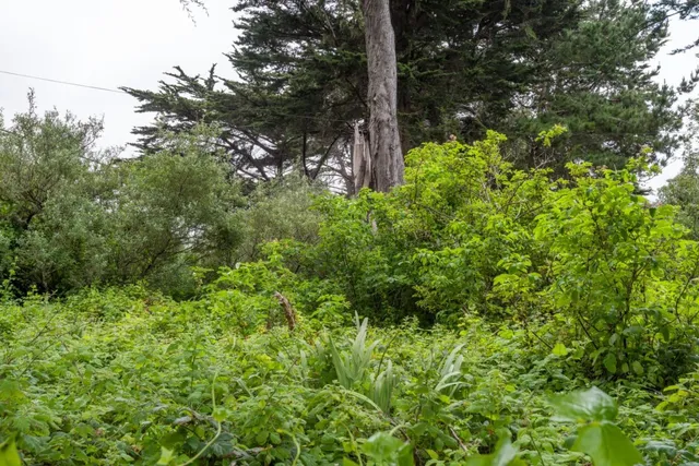 a backyard of a house with lots of green space and garden