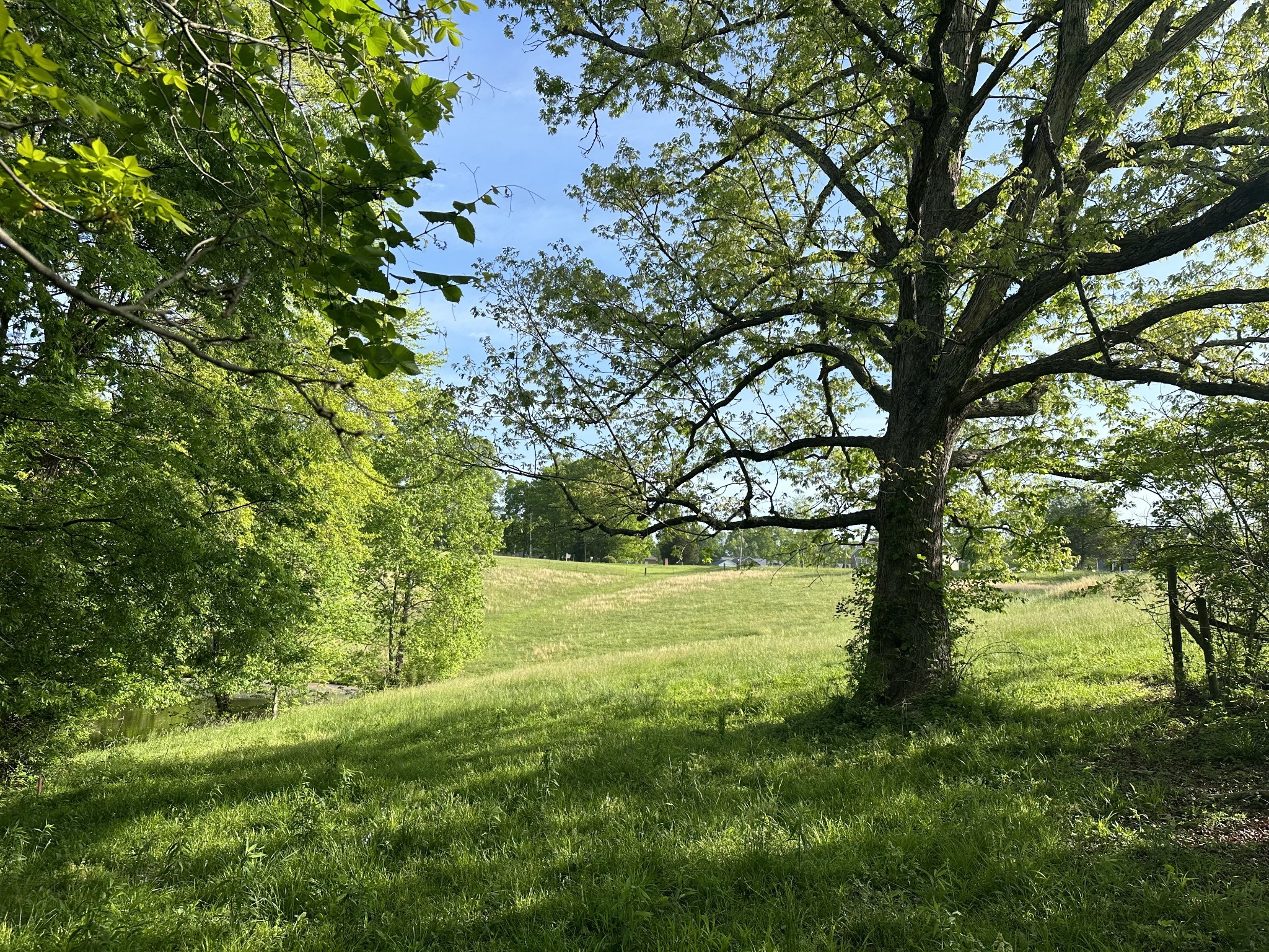 591 Keytown Road Portland, TN 37148 - Photo 5 of 7 a view of yard with trees