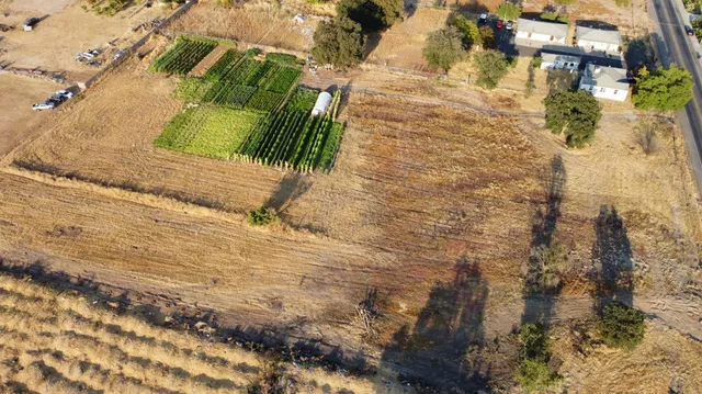 a view of tall trees
