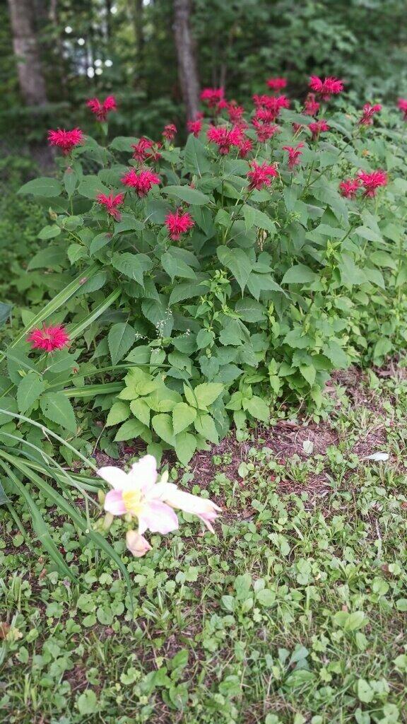413 Lucy Knowles Road Farmington, ME 04938 - Photo 4 of 52 imagejpeg_0