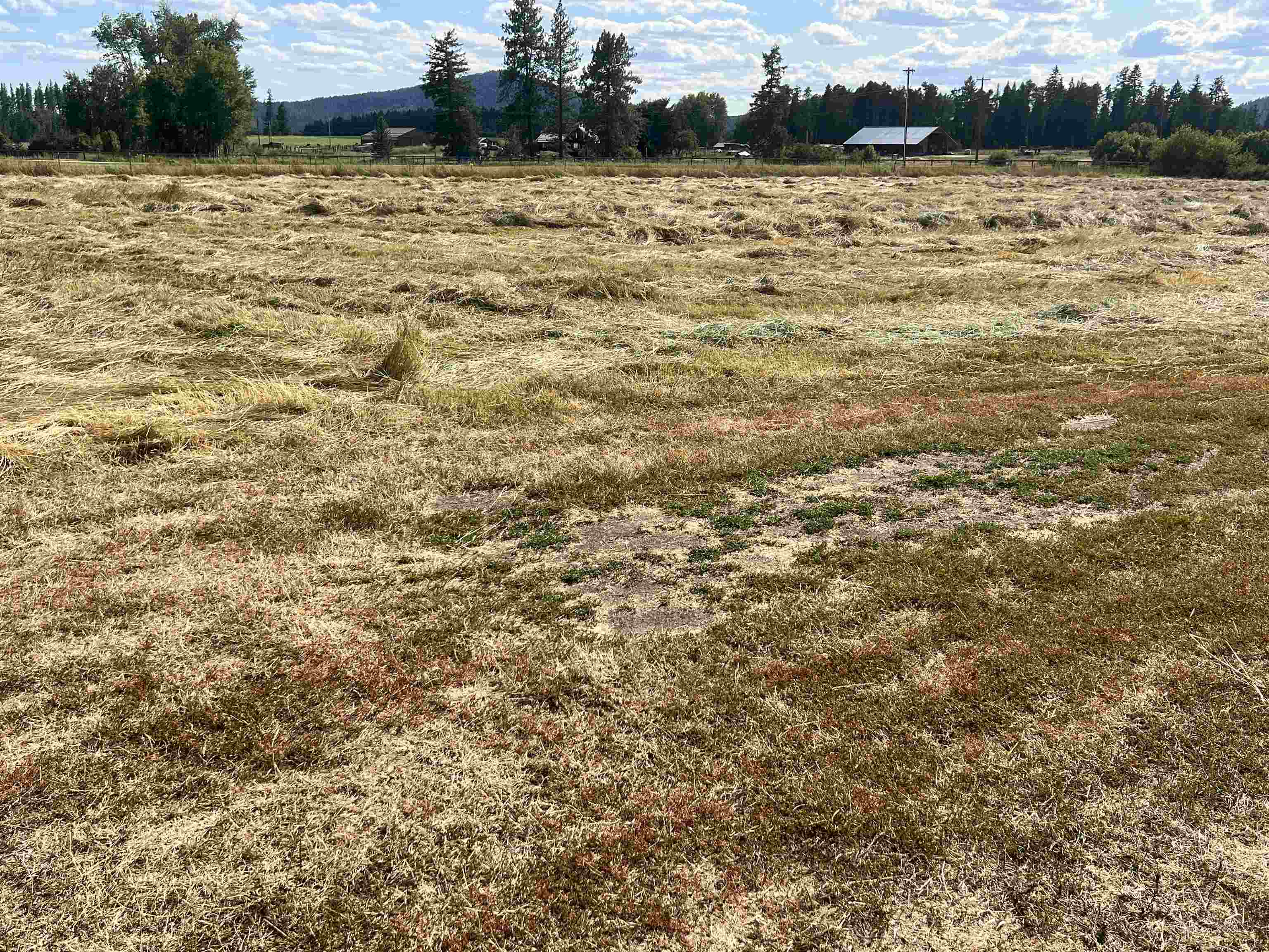 4667 South Swenson Road Clayton, WA 99110 - Photo 6 of 13
