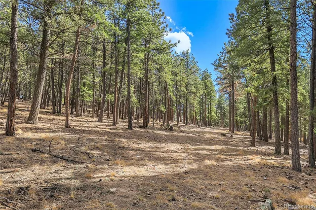 a view of a yard with trees in front of it