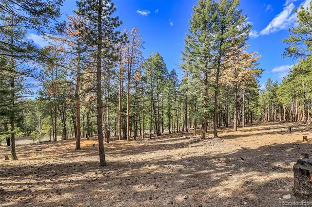 a view of a trees with a yard