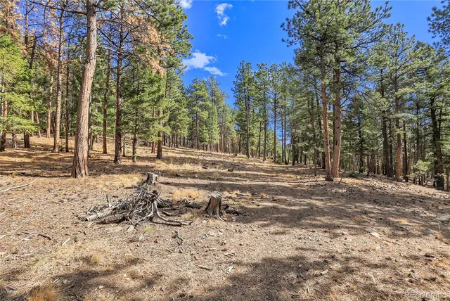 a view of a yard with trees