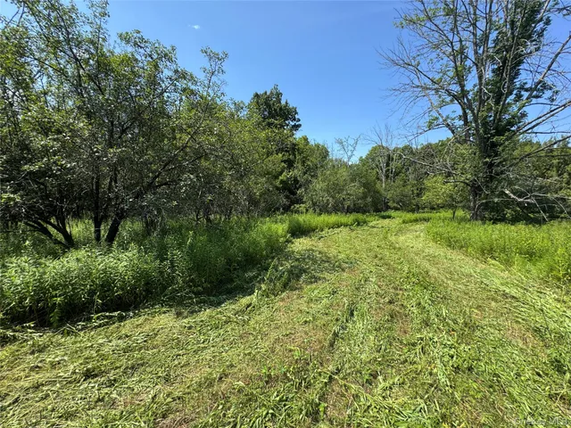 a view of a lush green space