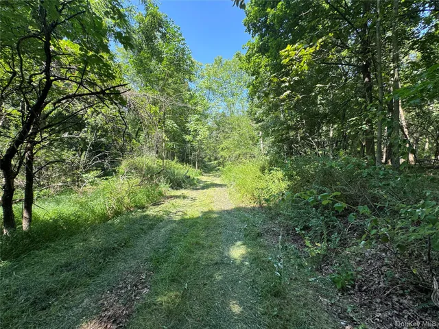 a view of a lush green forest