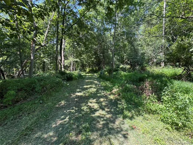 a view of a forest with a tree