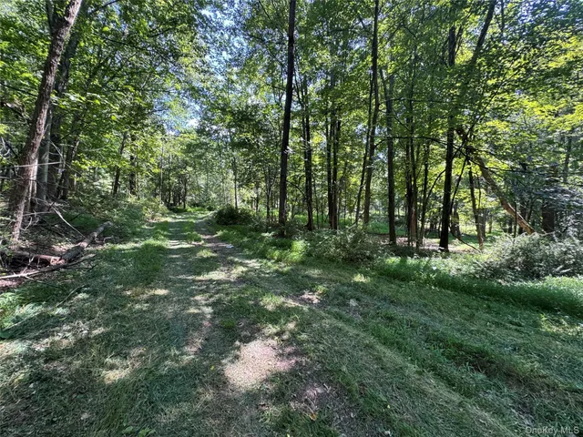a view of a forest with trees
