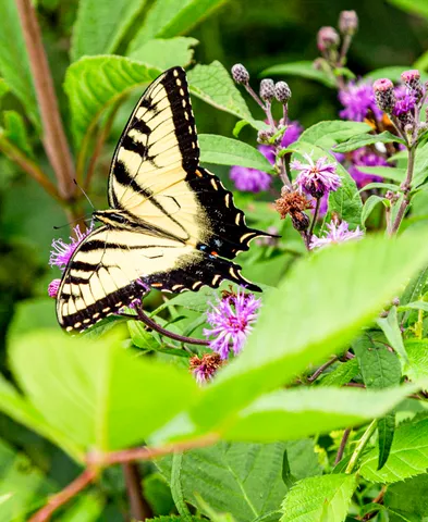 $139,900 | 19253 White Pine Drive, Unit 2, New Buffalo, MI 49117