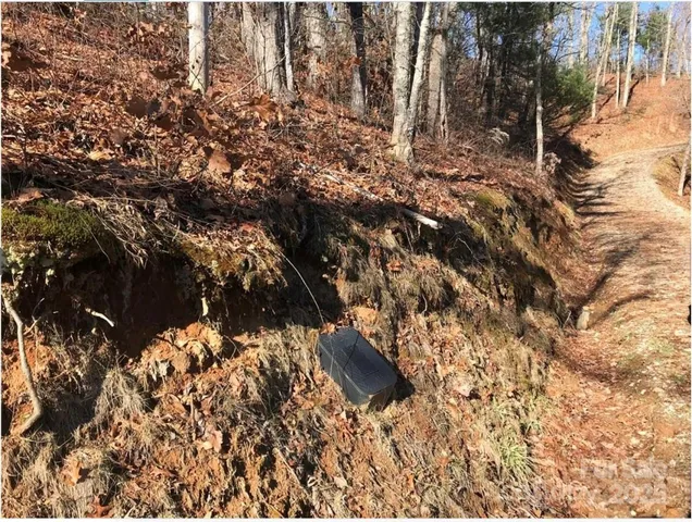 a view of a yard with plants and trees