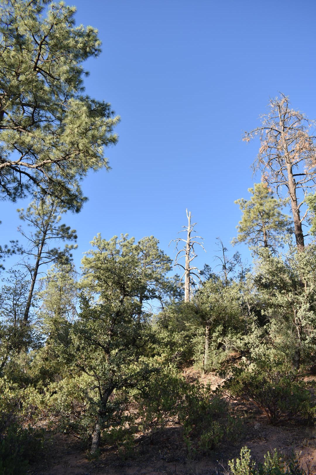 701 South Rim Club Drive Payson, AZ 85541 - Photo 11 of 20