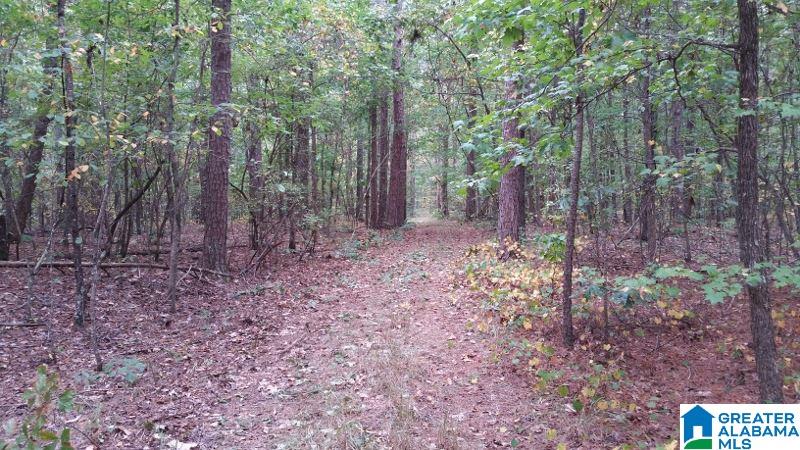793 County Road Centre, AL 35960 - Photo 27 of 32