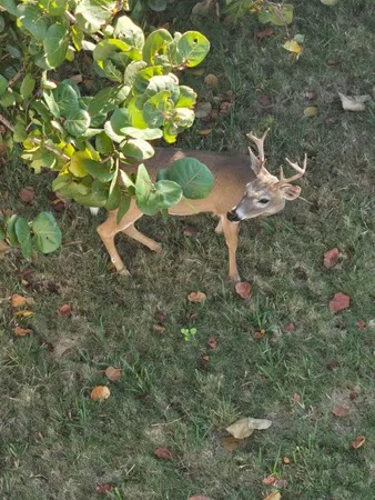 $758,000 | 3856 Donna Road, Big Pine Key, FL 33043