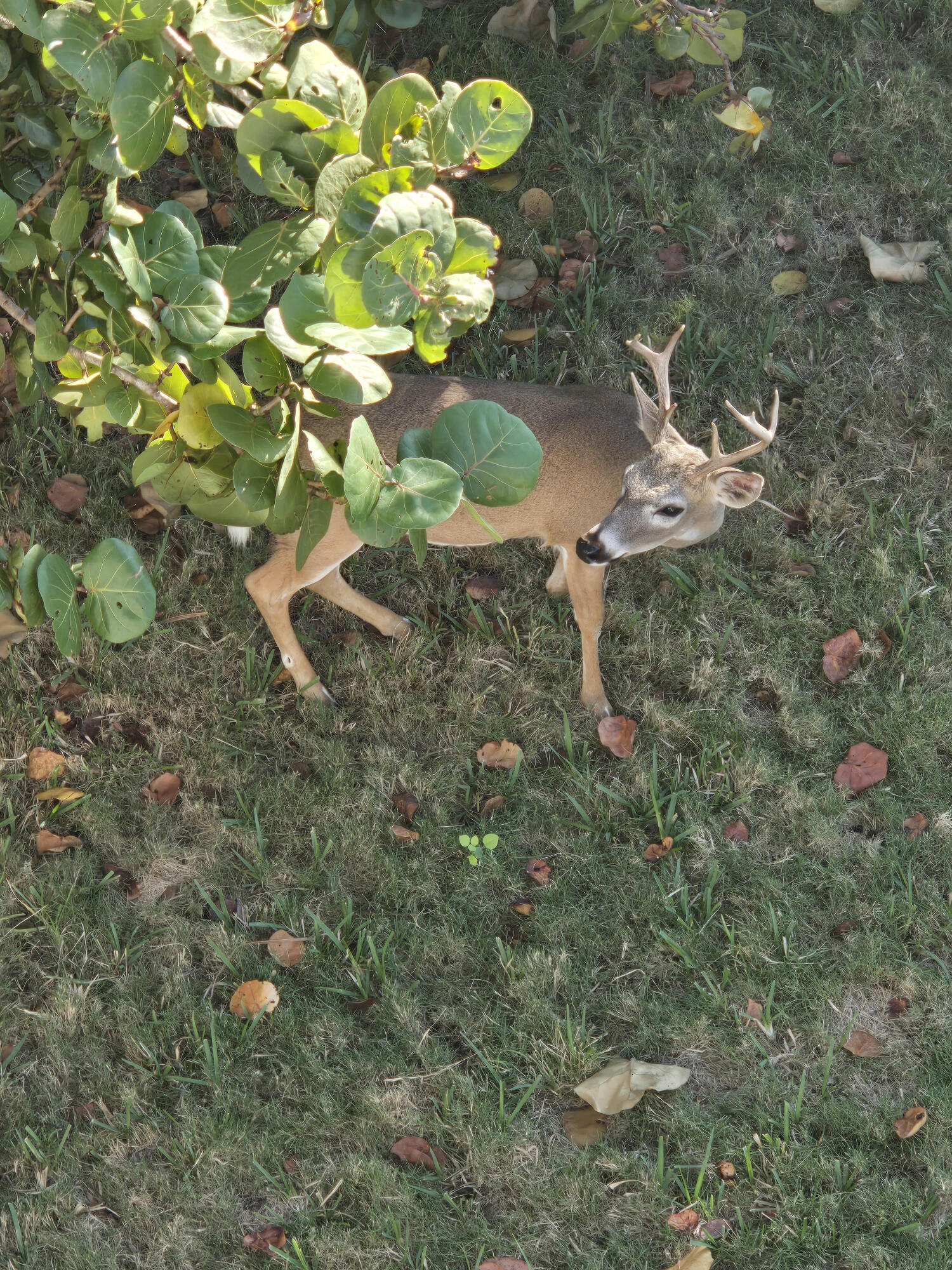 3856 Donna Road Big Pine Key, FL 33043 - Photo 28 of 28 Key Deer 2