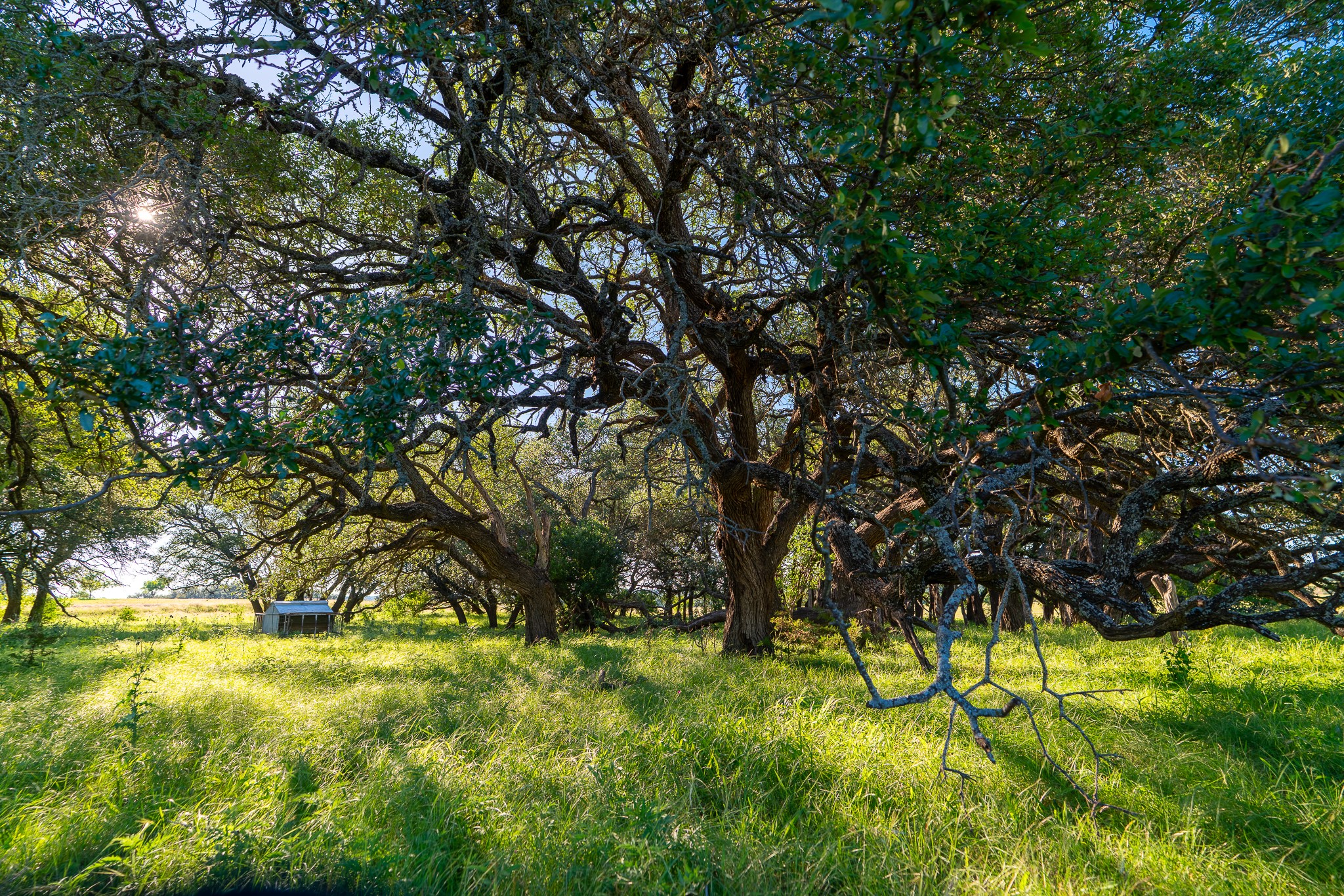 32 Feild Ranch Road Burnet, TX 78611 - Photo 30 of 40 Meandering trees shade a vibrant green pasture, offering a tranquil natural setting.
