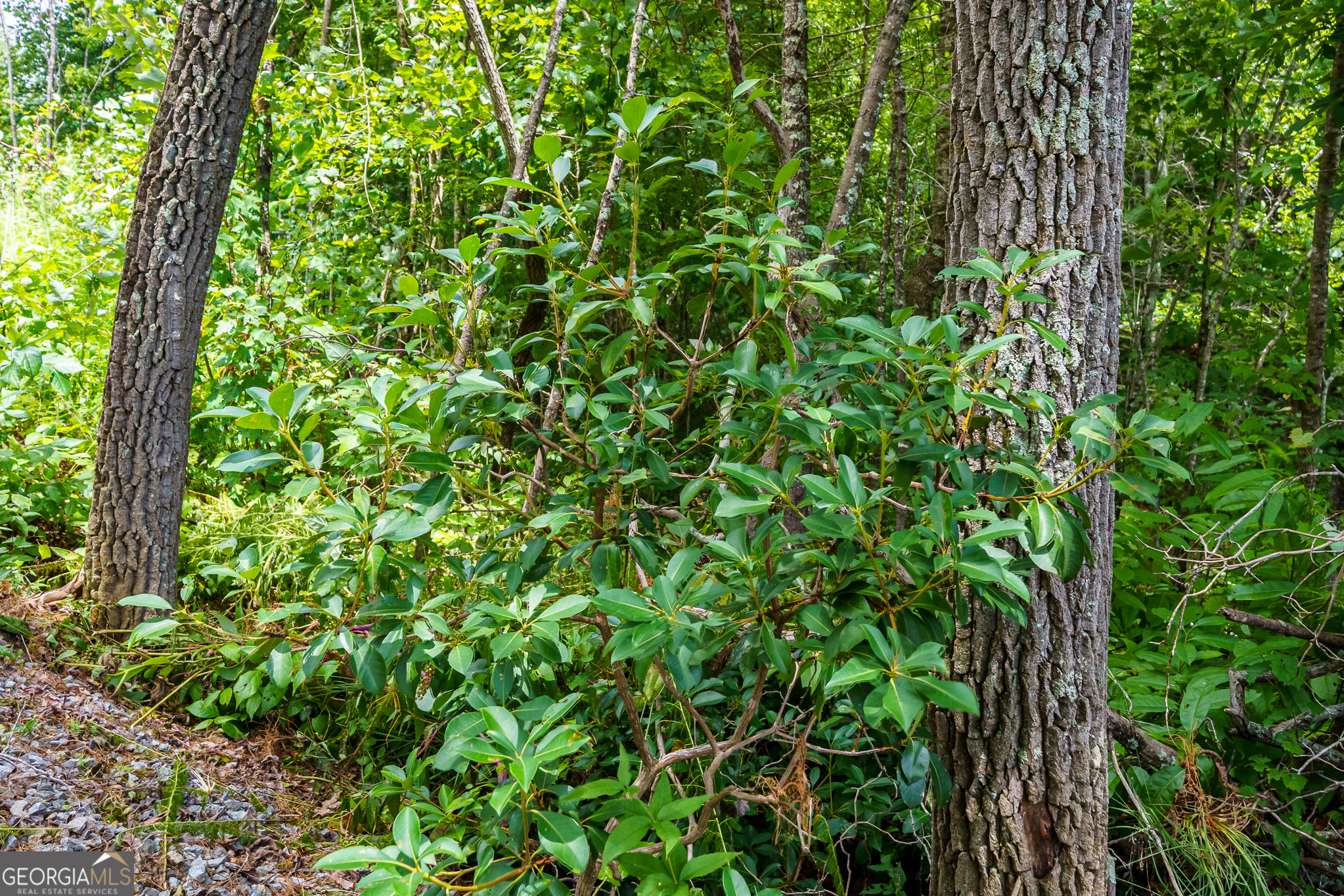 0 Higdon Creek Road Blue Ridge, GA 30513 - Photo 24 of 48 Gallery Image 24