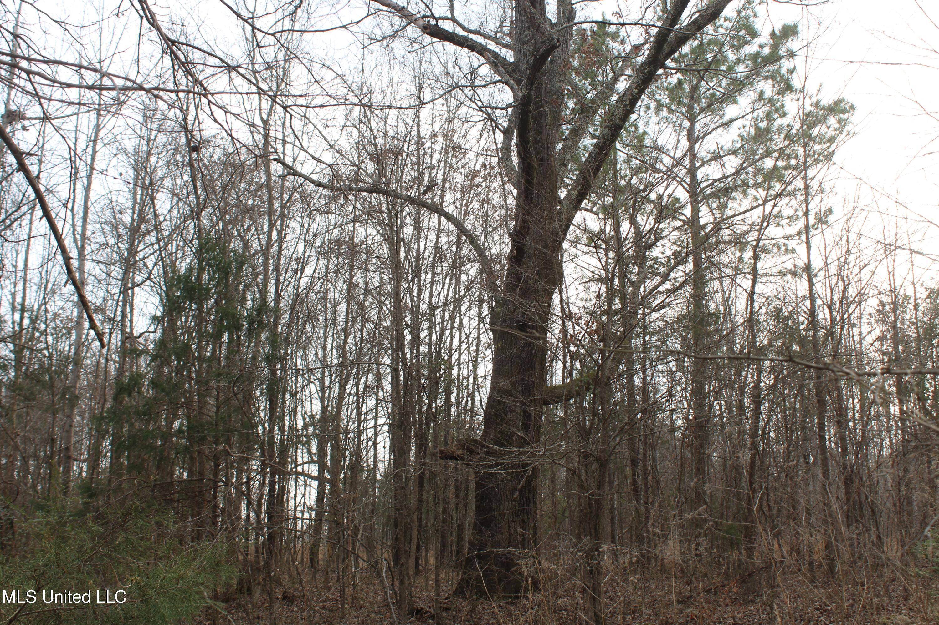 797 Gardner Road Holly Springs, MS 38635 - Photo 14 of 22 IMG_7394