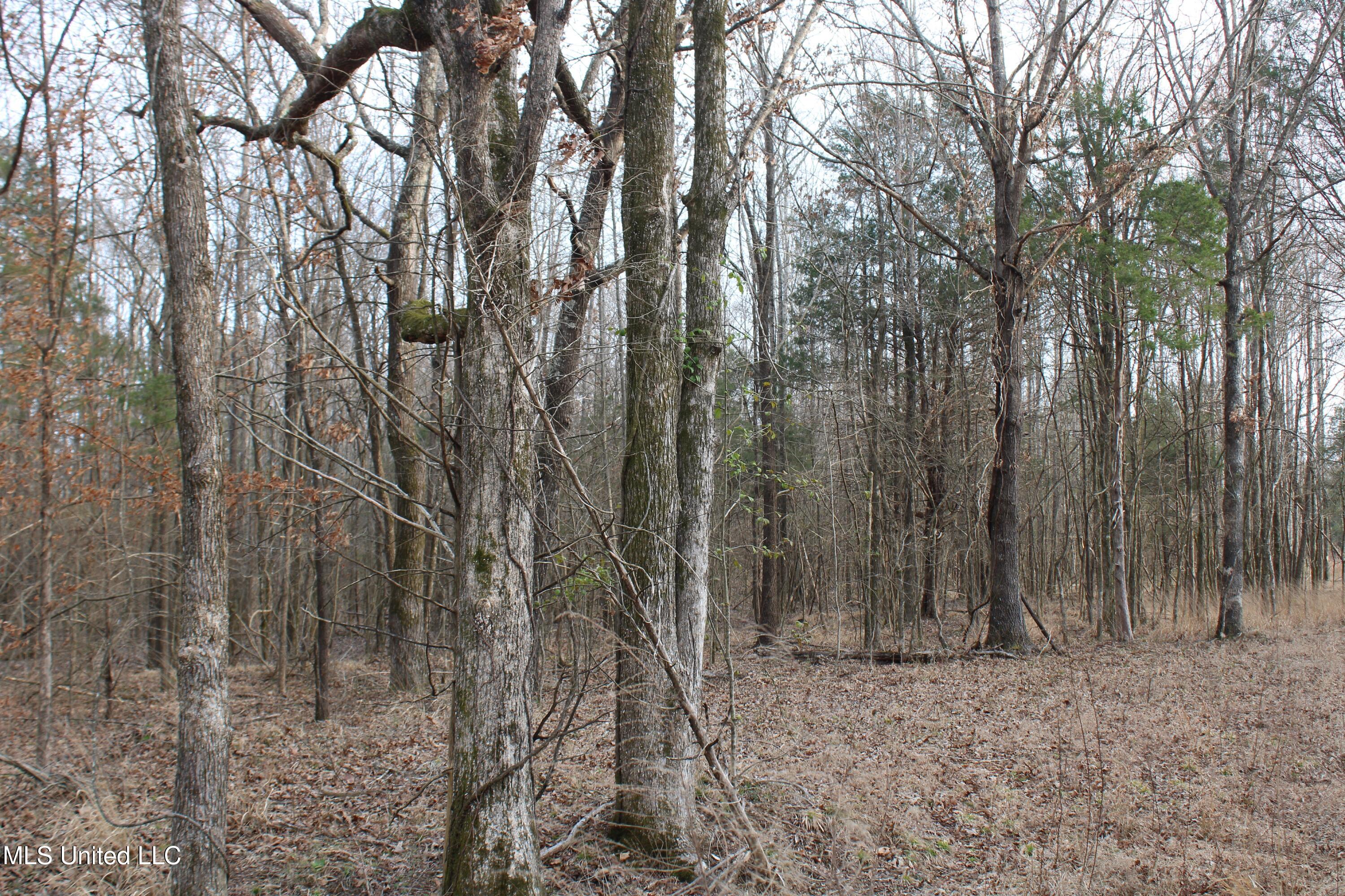 797 Gardner Road Holly Springs, MS 38635 - Photo 17 of 22 IMG_7401