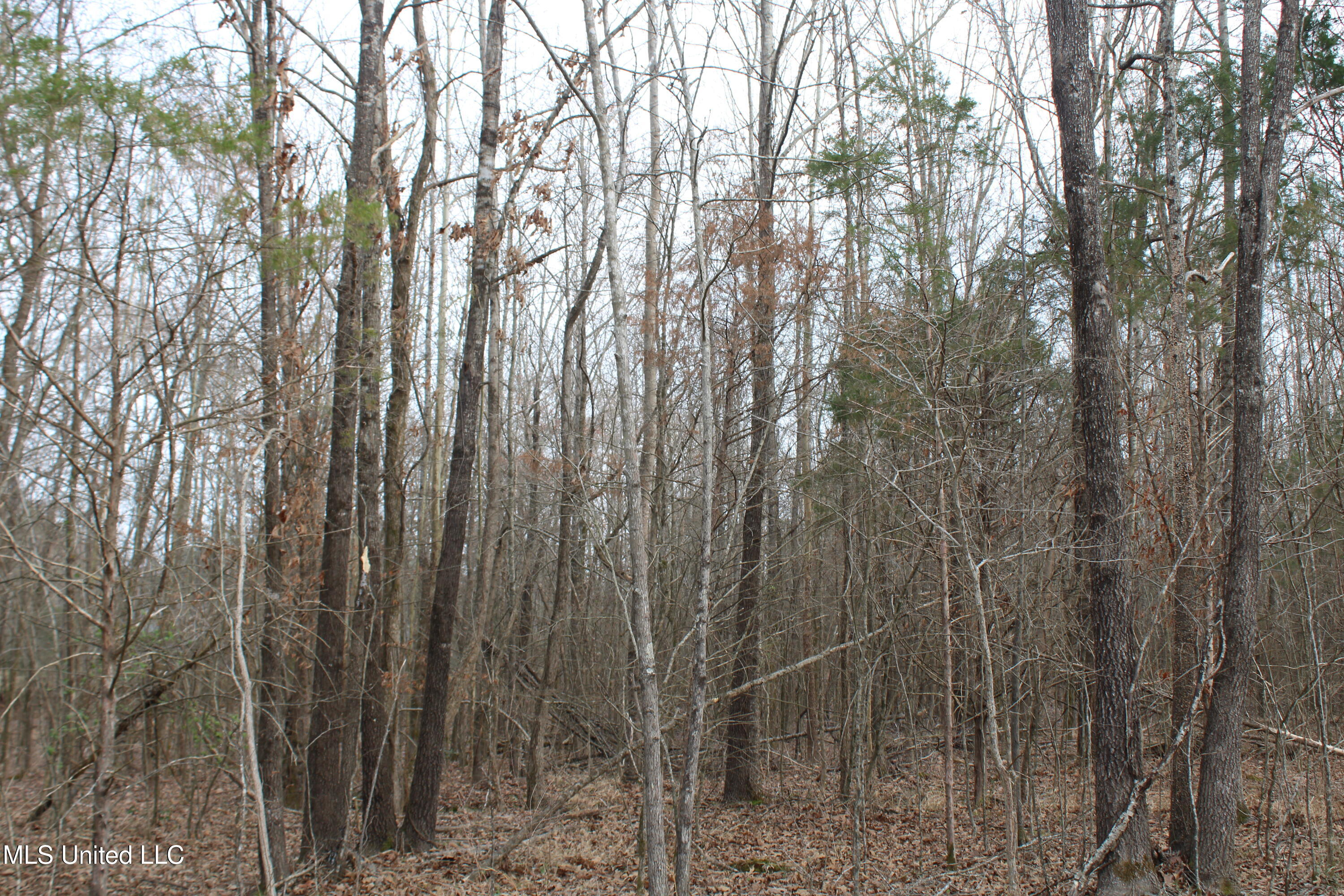 797 Gardner Road Holly Springs, MS 38635 - Photo 5 of 22 IMG_7400