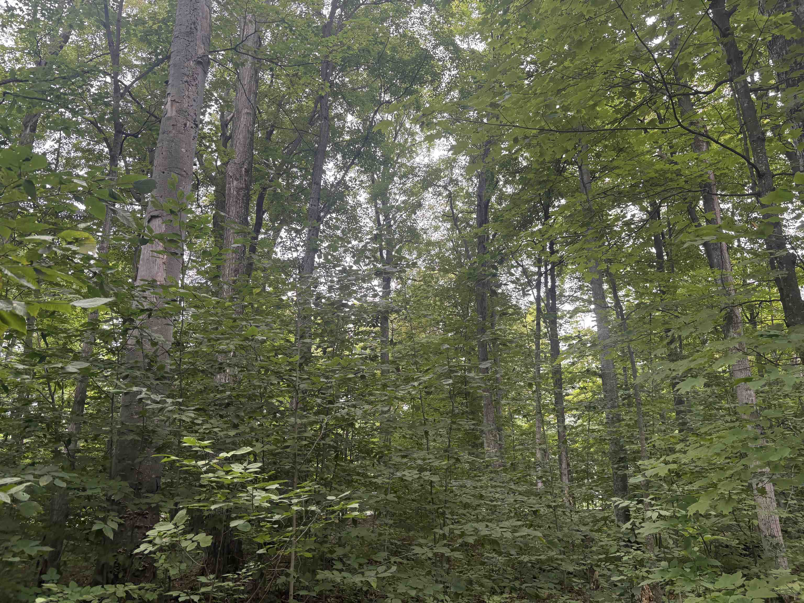 South Hemlock Road Cedar, MI 49621 - Photo 8 of 9 1950073-59d6478f-9e08-4fb6-a525-848cf76a7032.JPG