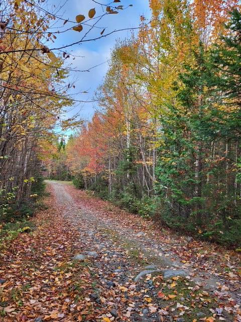 Lot 11 Morrison Brook, Unit ACRES Oakfield, ME 04763 - Photo 4 of 6 6490542683382790943