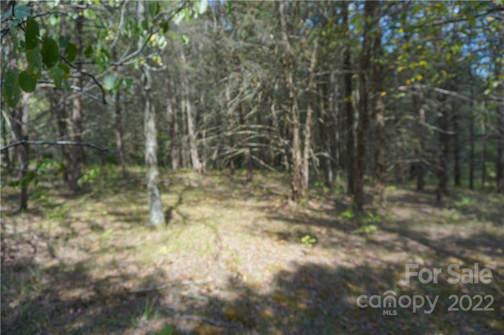 8 Ac Mount Chester, SC 29706 - Photo 6 of 12 a view of forest