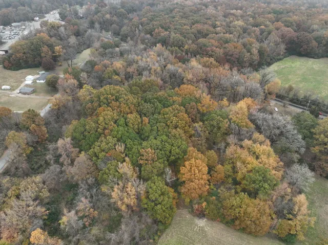 a view of a forest with lots of trees