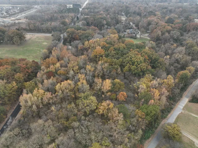 a view of a lot of trees in a yard