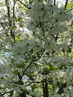 560 Cherry Hill Road Nazareth, PA 18064 - Photo 42 of 48 a view of a tree