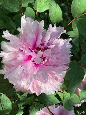560 Cherry Hill Road Nazareth, PA 18064 - Photo 43 of 48 a view of a flower