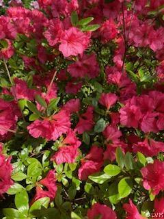 560 Cherry Hill Road Nazareth, PA 18064 - Photo 44 of 48 a view of a flower