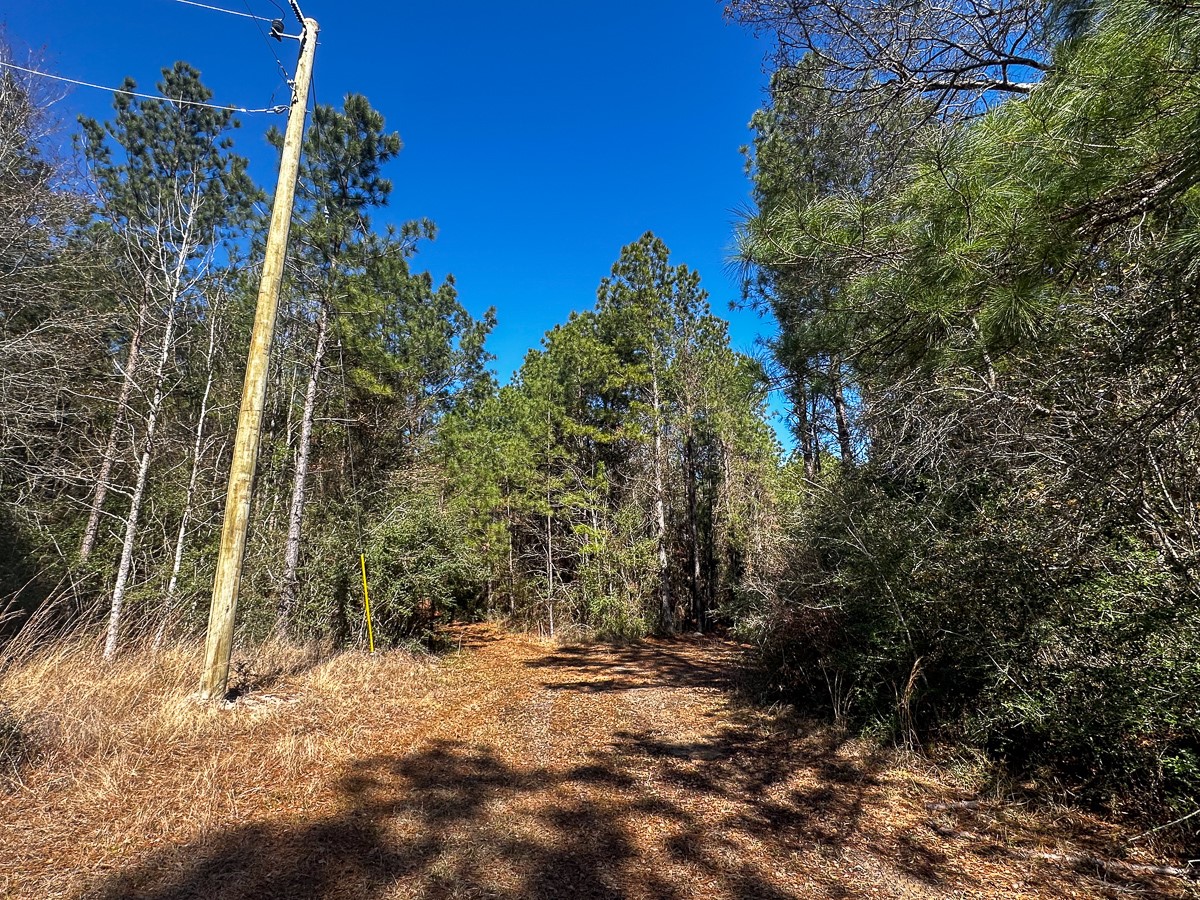 1 Lyons Cemetery Road Moscow, TX 75960 - Photo 11 of 11 a view of a backyard of a house