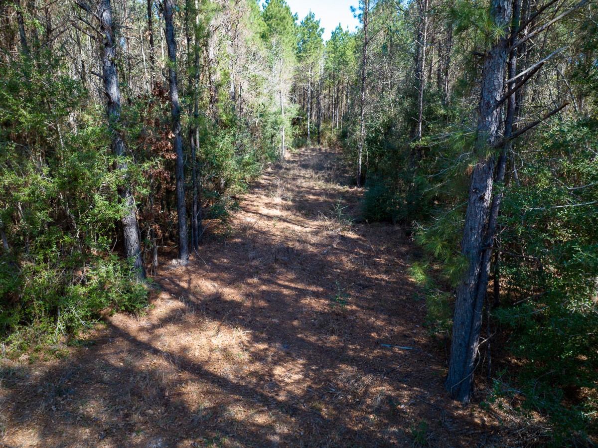 1 Lyons Cemetery Road Moscow, TX 75960 - Photo 2 of 11 a view of a forest with trees
