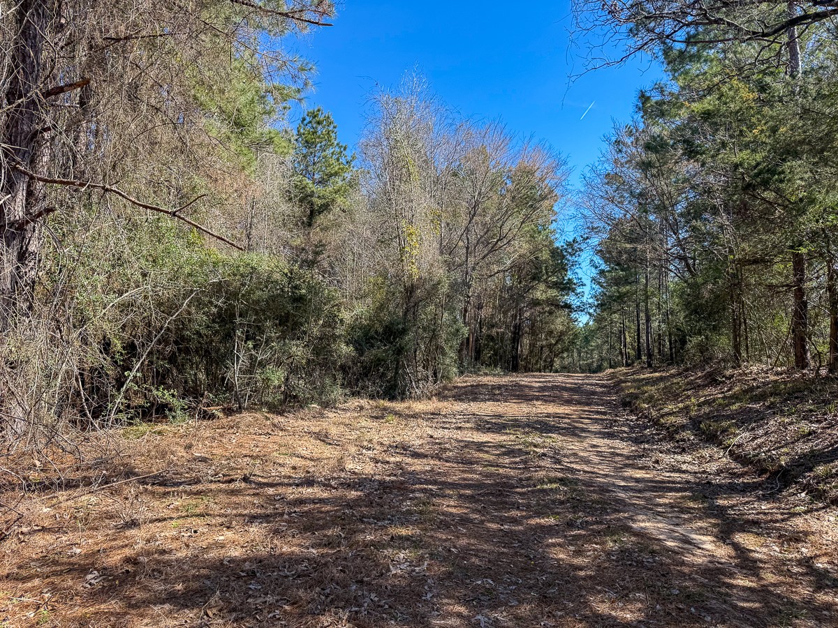 1 Lyons Cemetery Road Moscow, TX 75960 - Photo 3 of 11 a view of a yard with trees