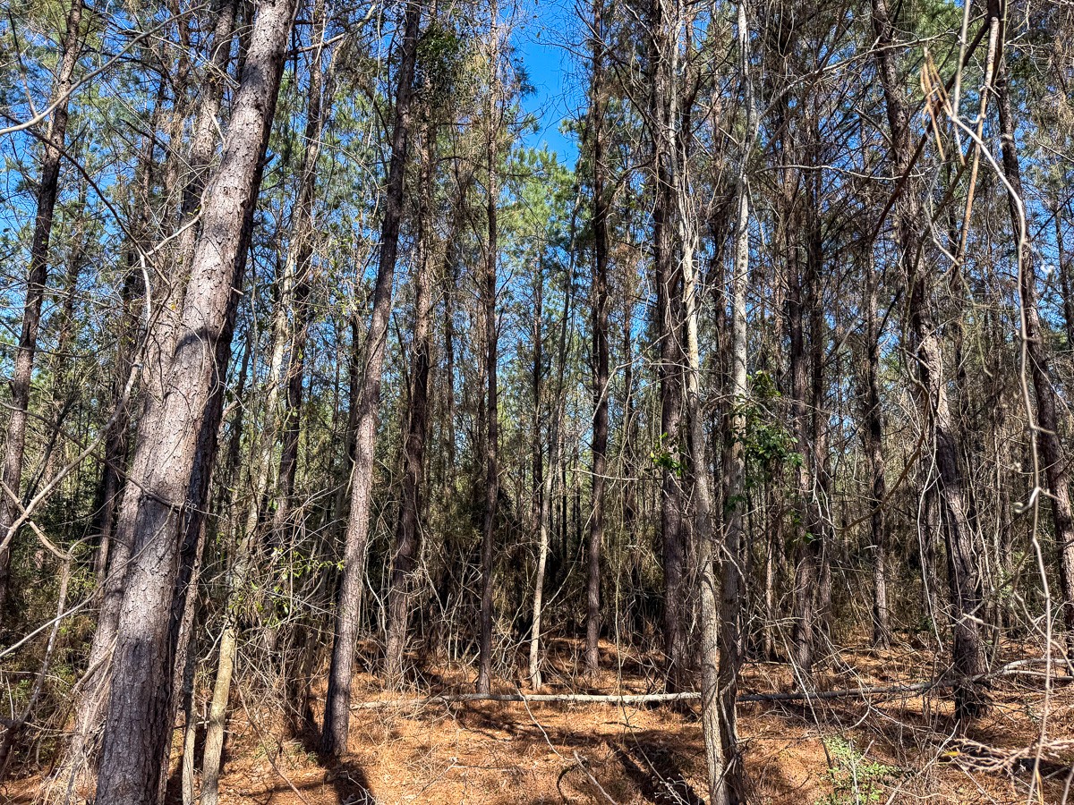 1 Lyons Cemetery Road Moscow, TX 75960 - Photo 4 of 11 a view of a forest