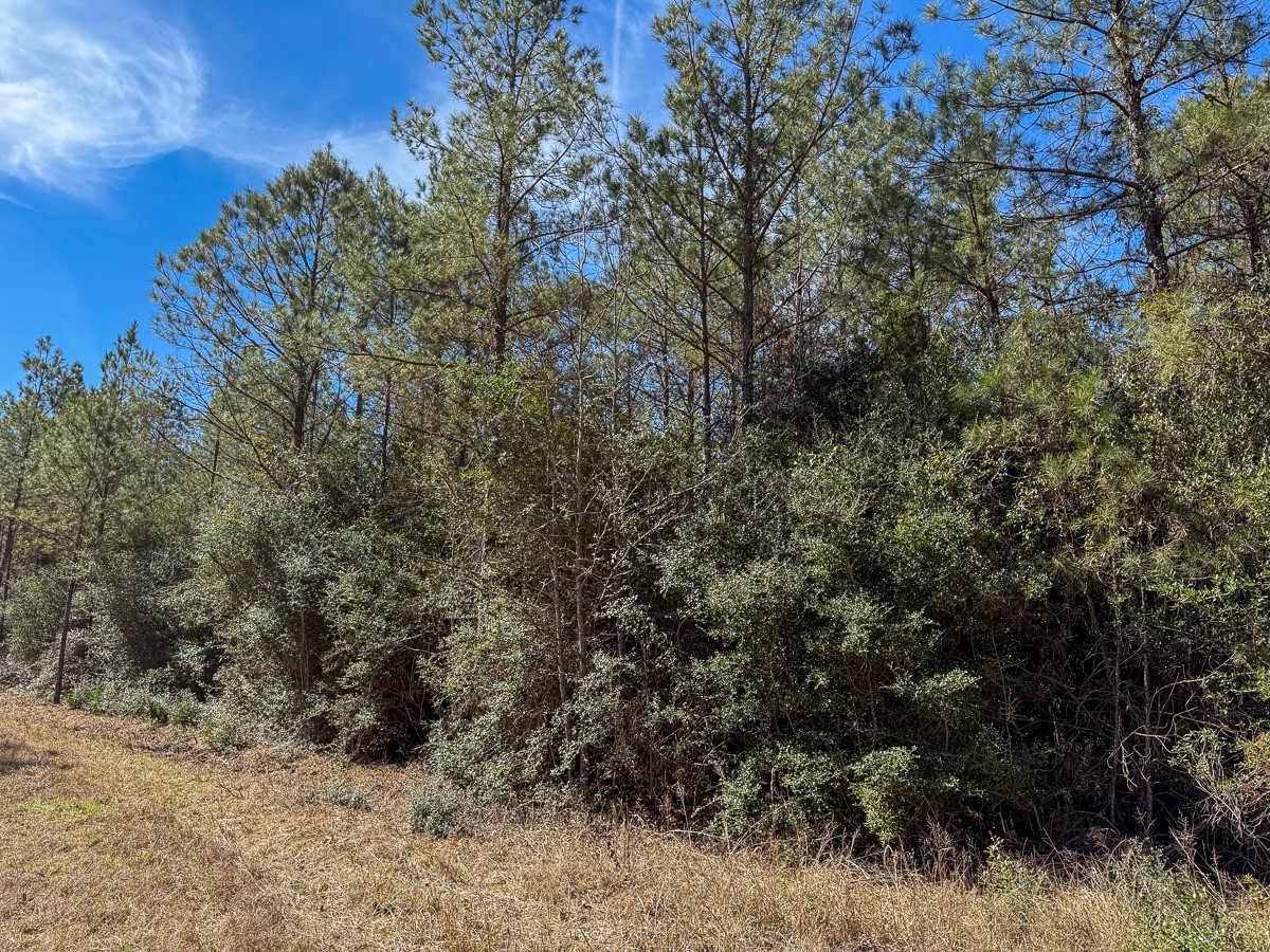 1 Lyons Cemetery Road Moscow, TX 75960 - Photo 5 of 11 a view of a dry yard with trees