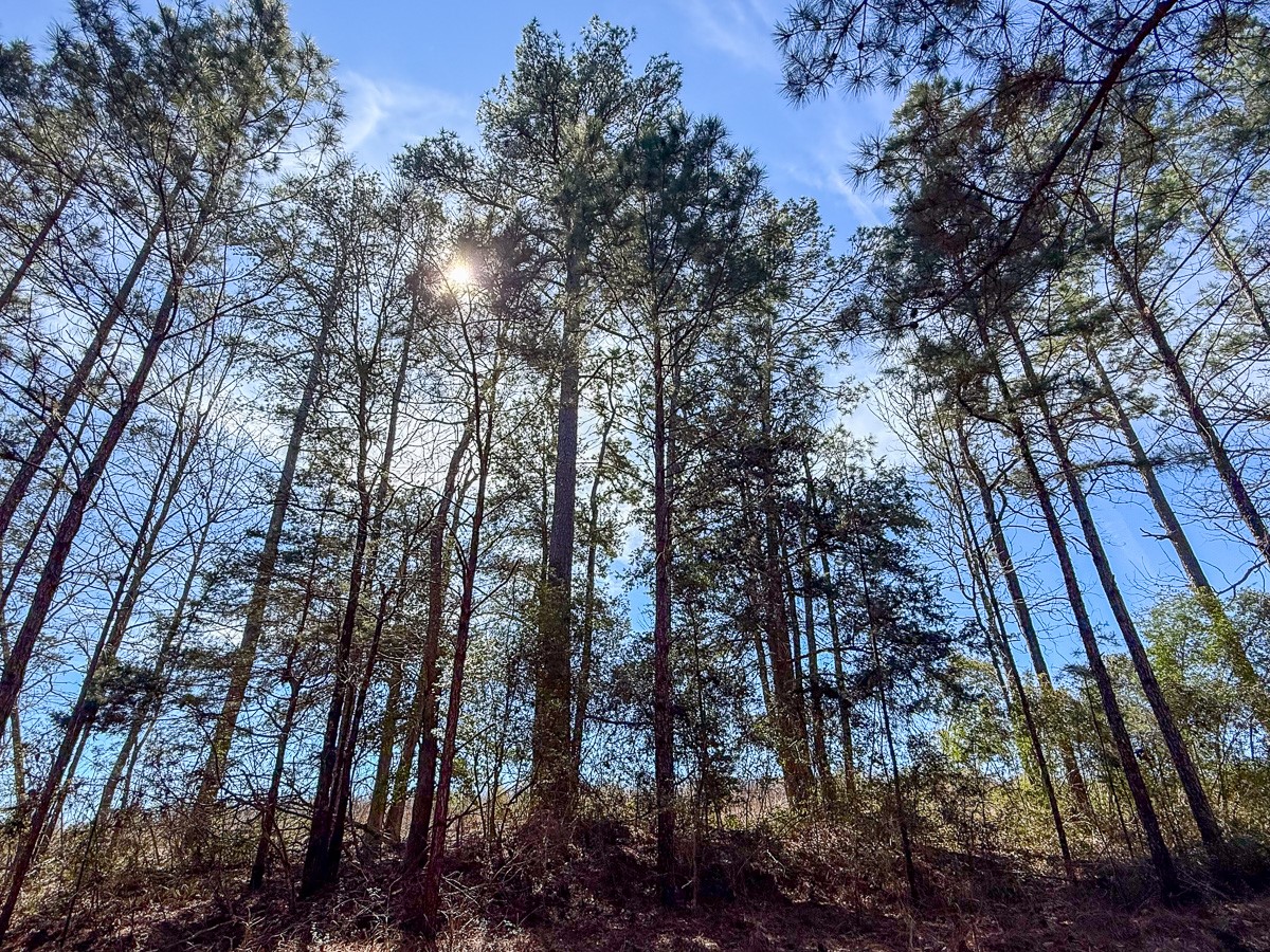 1 Lyons Cemetery Road Moscow, TX 75960 - Photo 6 of 11