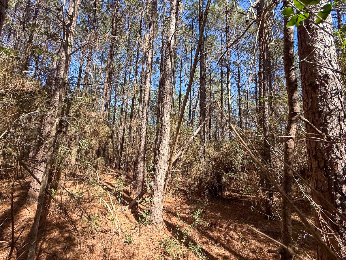 1 Lyons Cemetery Road Moscow, TX 75960 - Photo 7 of 11 a backyard of a house