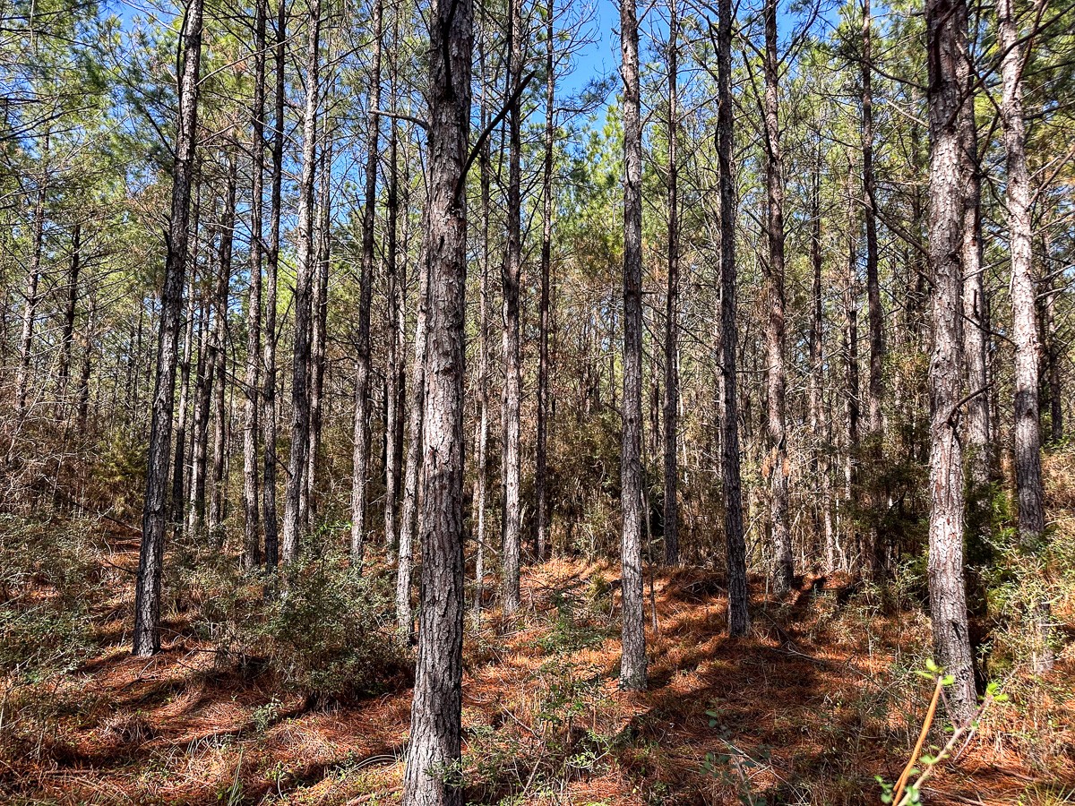 1 Lyons Cemetery Road Moscow, TX 75960 - Photo 10 of 11 a view of a forest