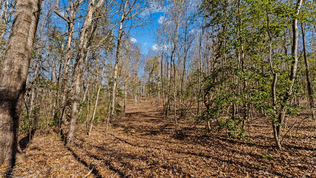 606 Herman Bell Road Mauk, GA 31058 - Photo 39 of 59 trail leading to far north part of property