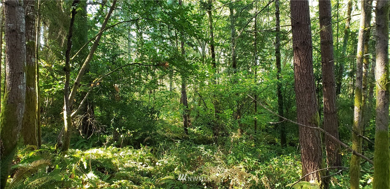 17613 Rouse Road Southwest Longbranch, WA 98351 - Photo 17 of 38 a view of a lush green forest with lots of trees