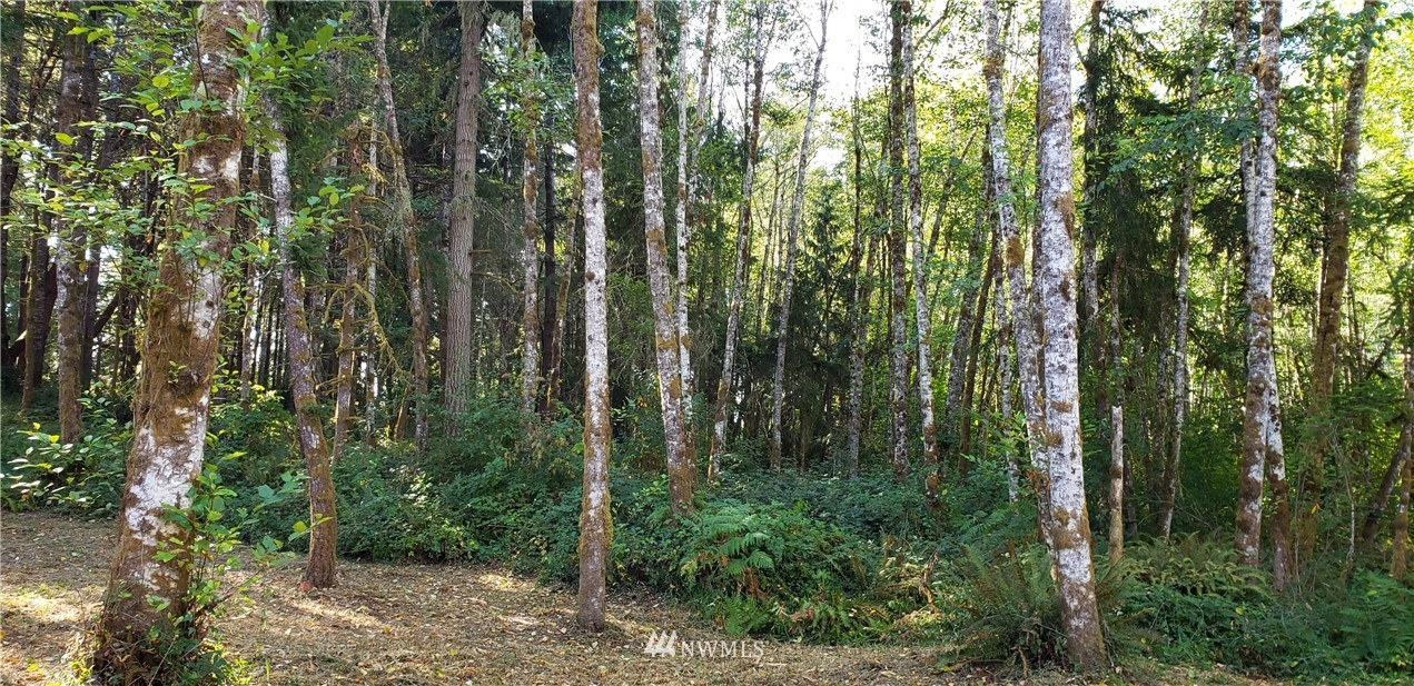 17613 Rouse Road Southwest Longbranch, WA 98351 - Photo 24 of 38 a view of a forest that has lots of trees
