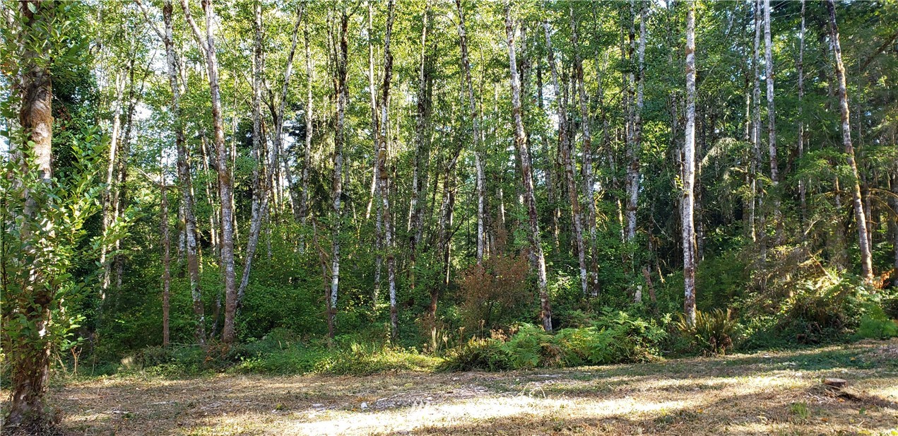 17613 Rouse Road Southwest Longbranch, WA 98351 - Photo 27 of 38 a view of a yard with large trees